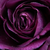 Violet - Trandafir pentru straturi Floribunda - Minerva